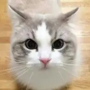 コテツ