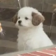 いぬの画像