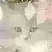 ふわもこの画像