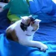 kelloggの画像