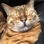 あしゃの画像