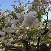 kt1288の画像