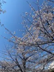 ちゃむ