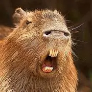 まるの画像