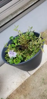 モグロの画像