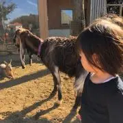 タラパパの画像