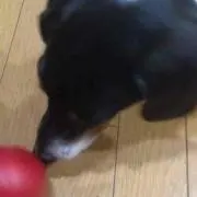 ぜっとん