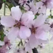 Mii☆の画像
