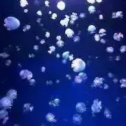ショコラ♡の画像