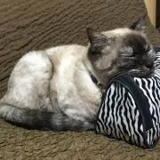 とこＰちゃん