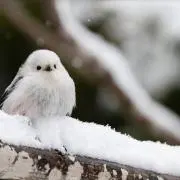 しまえながさんの画像