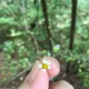 なほみんの画像