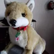 らんちゃんの画像
