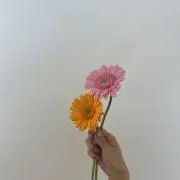 Hiの画像