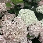 苺のケーキ　⚠️プロフ必読⚠️の画像