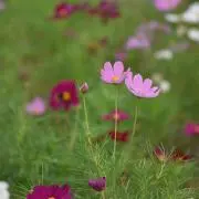 Taipiの画像