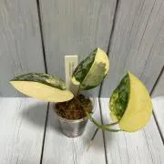 Reo_plantsの画像