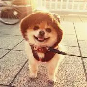 ポポロの画像