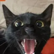 ちょびの画像