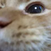 みみの画像