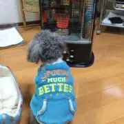 @ころん