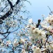 さいとうの画像