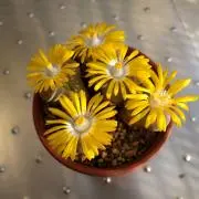 コノハズクの画像
