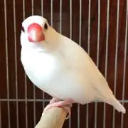白文鳥