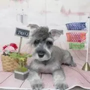 ぽっくるの画像