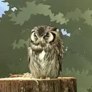 まるまる