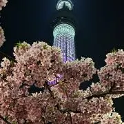 櫻