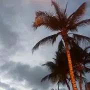 Yuyuの画像