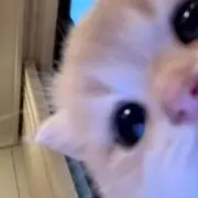 なーちの画像