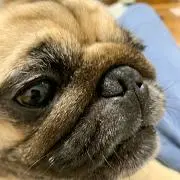 SHの画像
