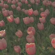 chanの画像