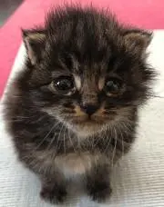 やまちゃんの画像