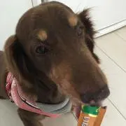チョコの画像