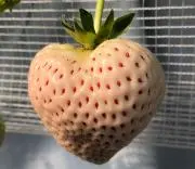 KiAMiの画像