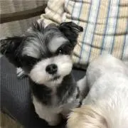 ヨシ