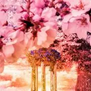 桜の画像