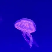 cbの画像