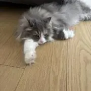 ayaの画像