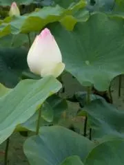 好米の画像