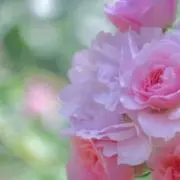 愛梨花の画像