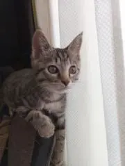 たまの画像