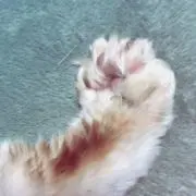 とらこ