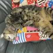 やや