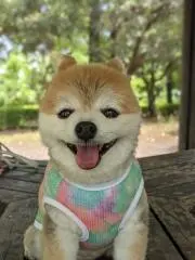 ひまわりの画像