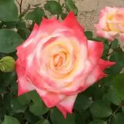 ゆうちゃんママ