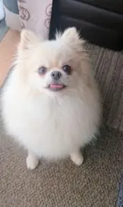 ふわワンコ♡の画像